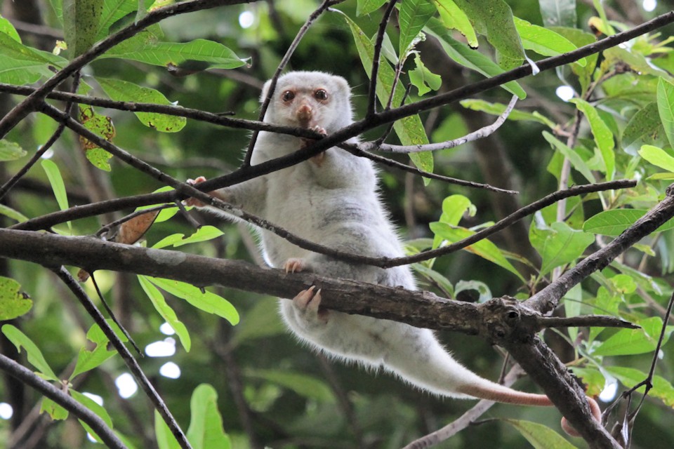 Spotted Cuscus (Phalanger maculatus)